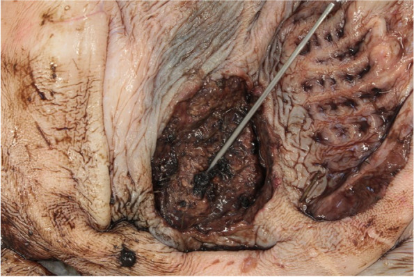 Fig. 2