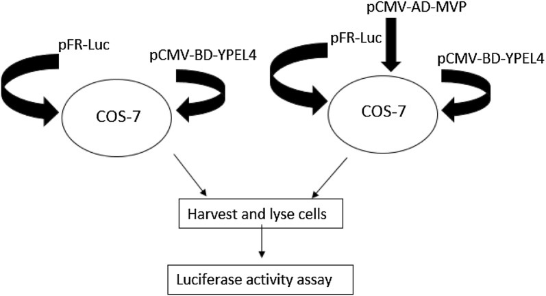 Fig. 3