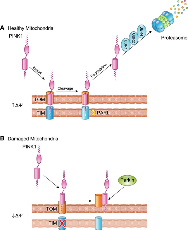 FIGURE 3.