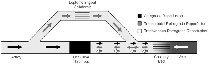 Fig 1.