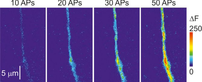 Figure 1—figure supplement 4.