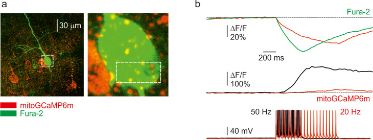 Figure 2—figure supplement 1.