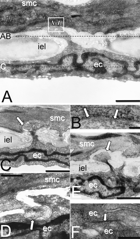 Fig. 7.