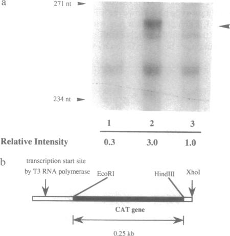 graphic file with name pnas01141-0292-a.jpg