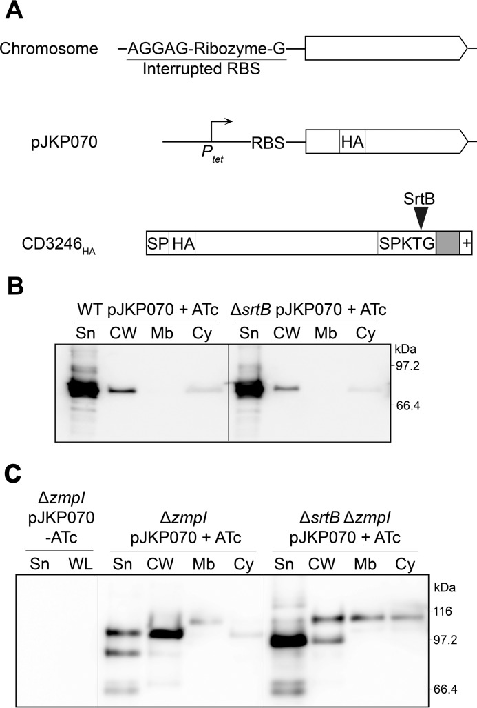 FIGURE 10.