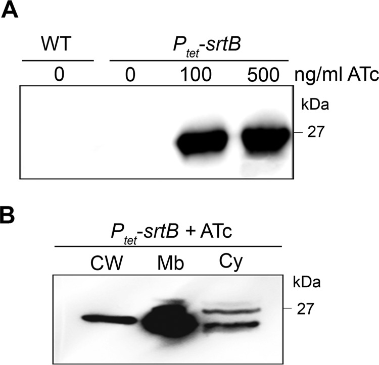 FIGURE 1.