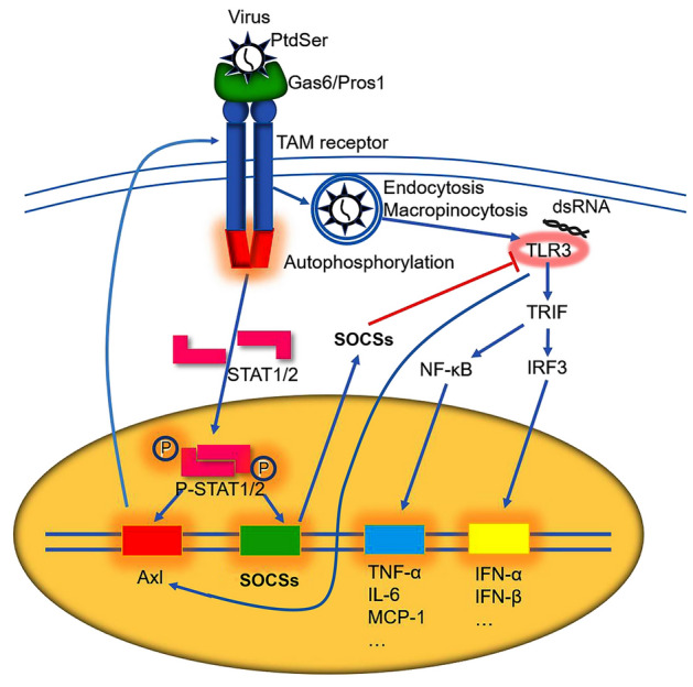 The Multifaceted Roles of TAM Receptors during Viral Infection - PMC