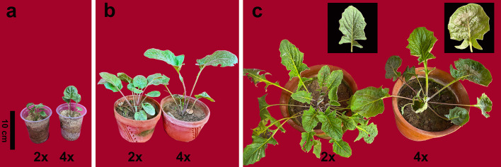 Fig. 4