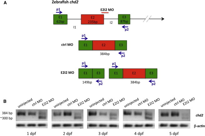 Figure 1