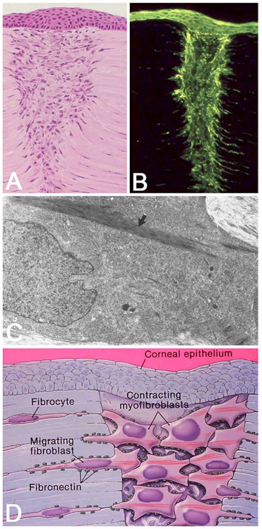 Fig. 10.