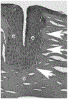 Fig. 11.