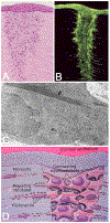 Fig. 10.