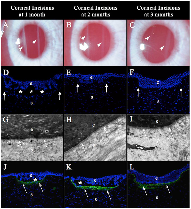 Fig. 12.