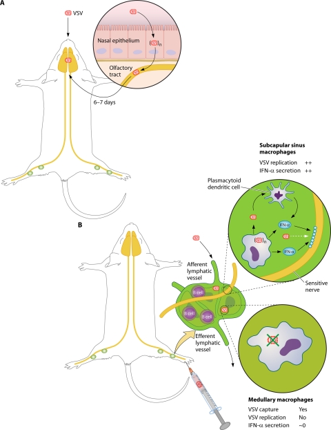 Fig. 8.