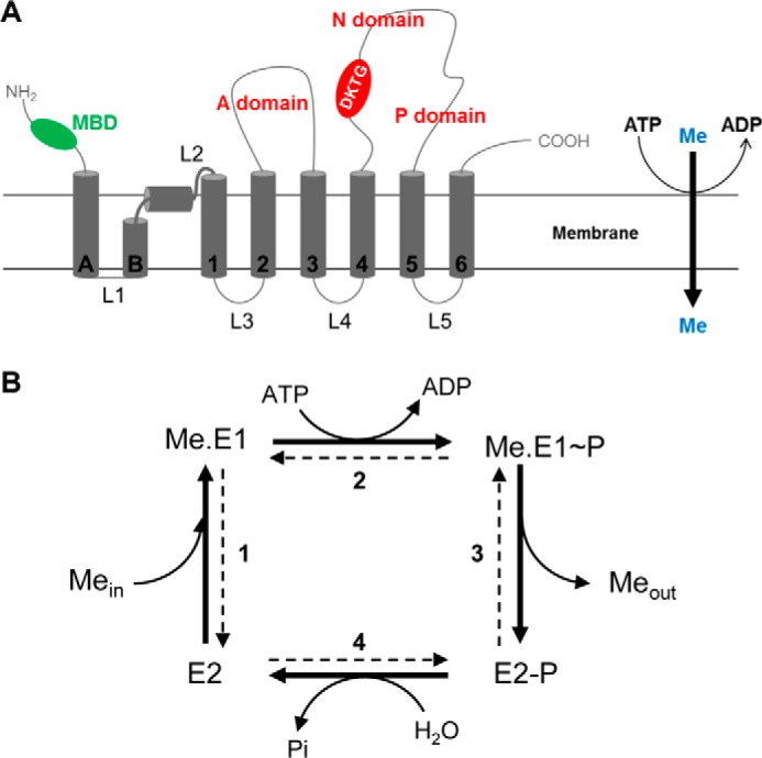 FIGURE 1.