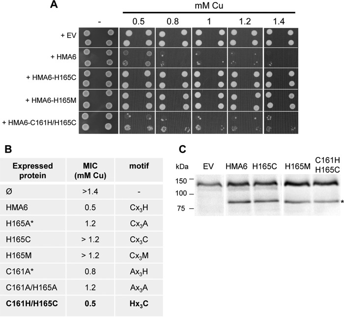 FIGURE 6.