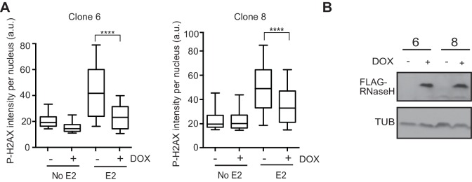 Figure 4—figure supplement 2.