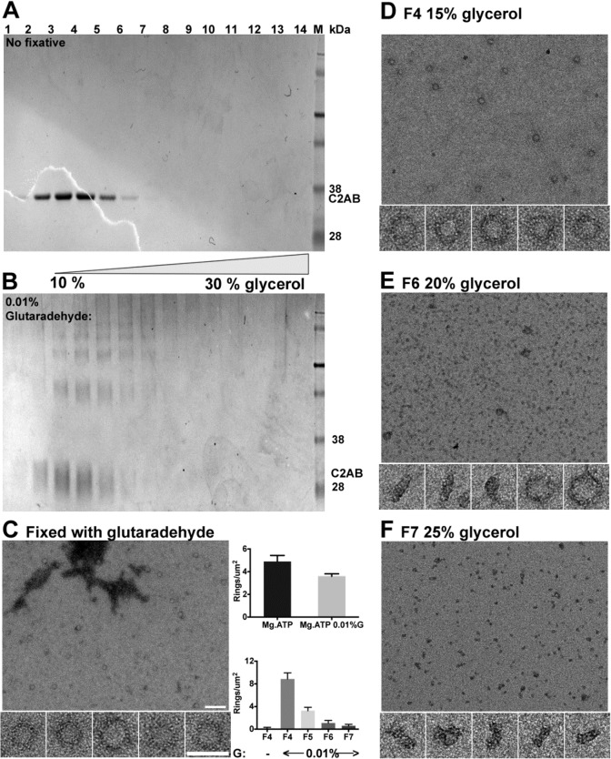 Figure 2—figure supplement 1.