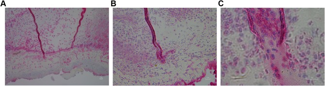 Figure 7