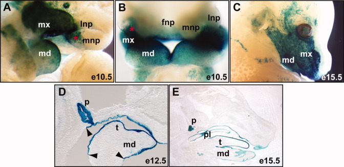 Fig. 1