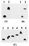 FIG. 6
