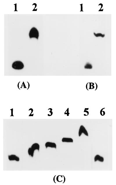 FIG. 6