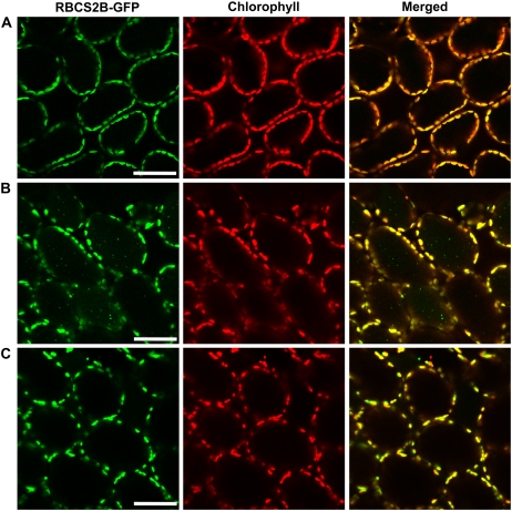 Figure 10.