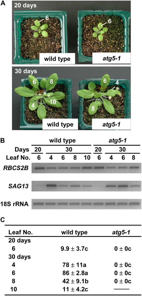 Figure 6.