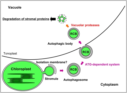 Figure 11.