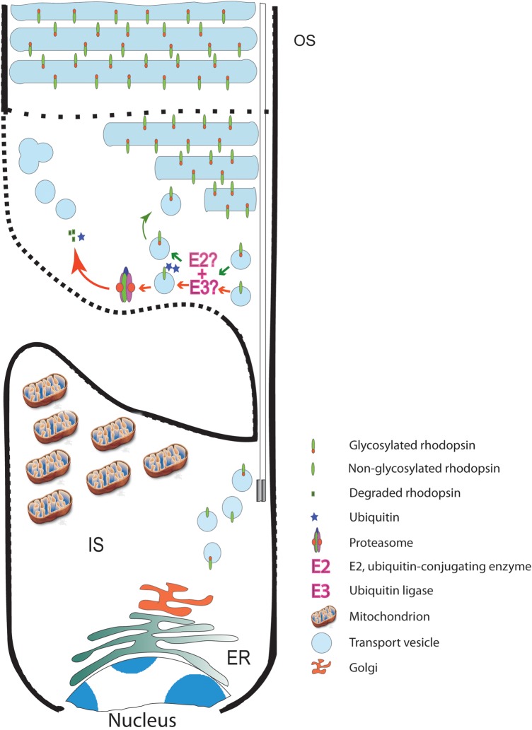 Figure 11.