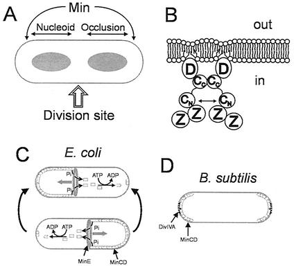 FIG. 1.