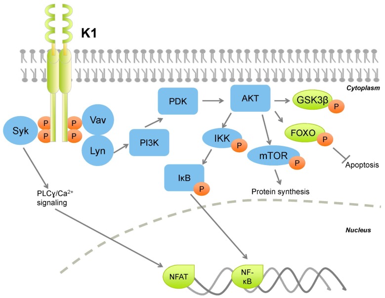 FIGURE 1