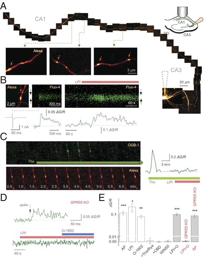 Fig. 3.