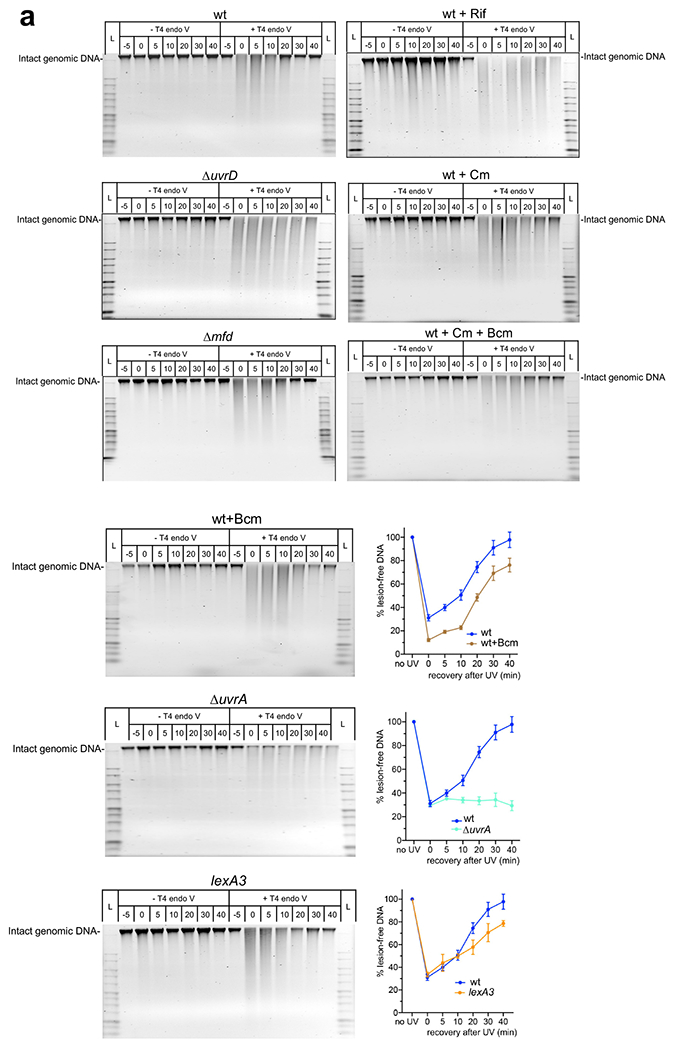 Extended Data Fig. 8.