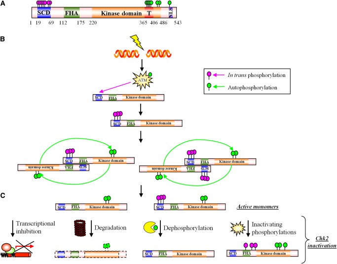 Figure 2