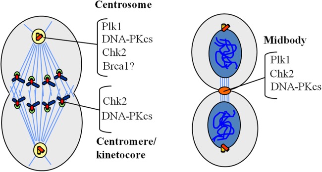 Figure 5