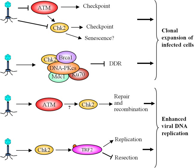 Figure 6