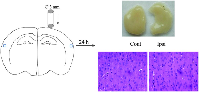 FIG. 1.