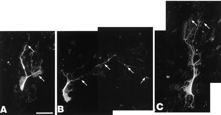 Fig. 12.