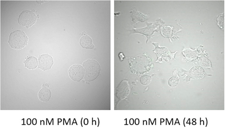 FIGURE 2