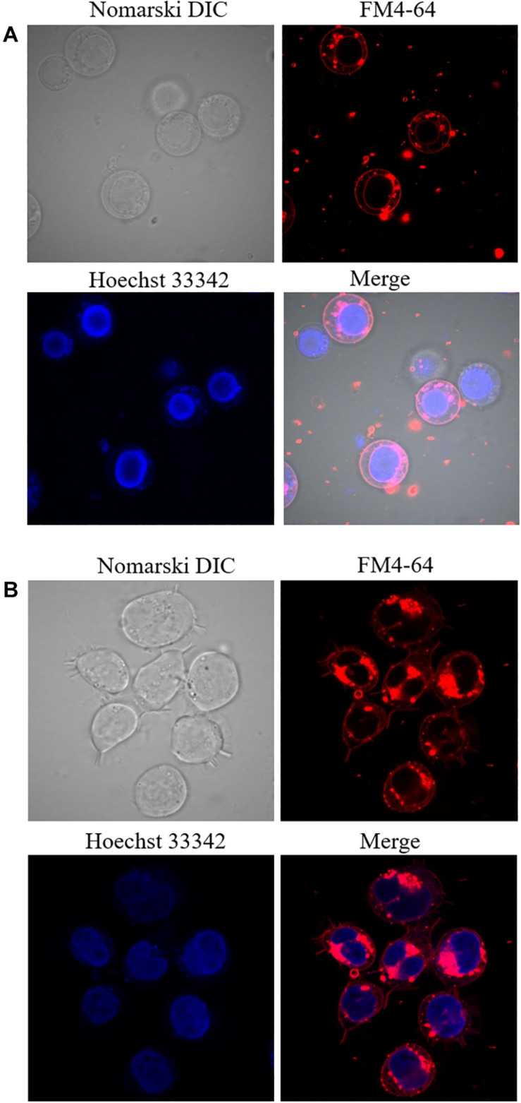 FIGURE 3