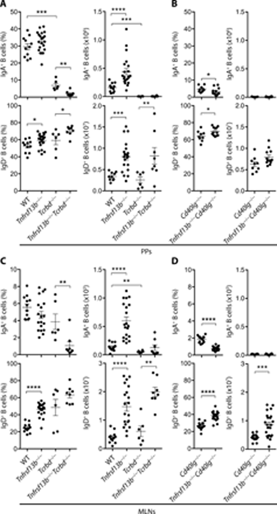 Gut T cell-independent IgA responses to commensal bacteria require ...