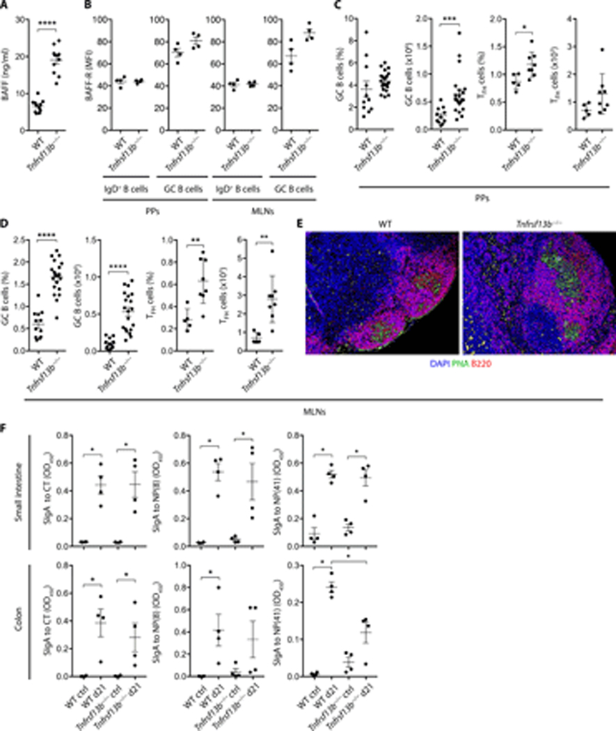 Gut T cell-independent IgA responses to commensal bacteria require ...