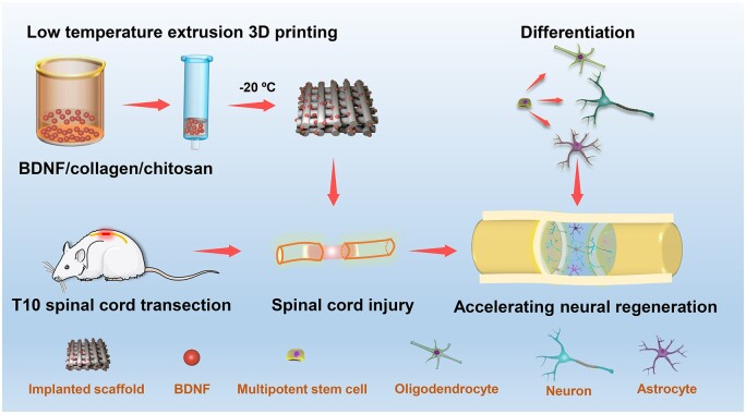 Graphical Abstract