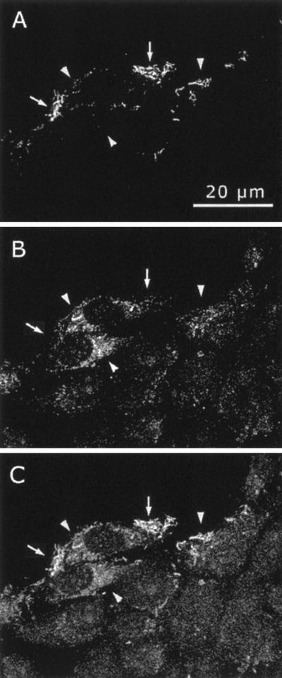 FIG. 5.