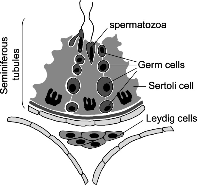 Fig. 1