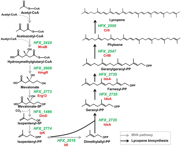 FIGURE 2