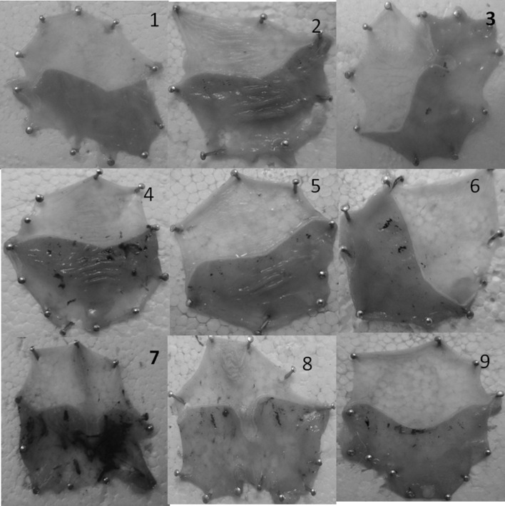 Fig. 1