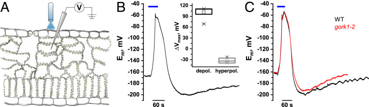 Fig. 1.