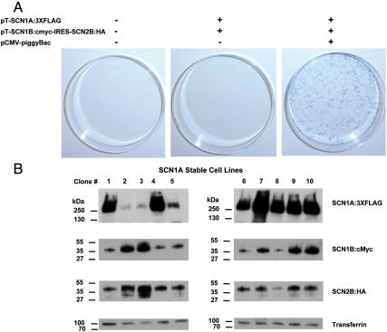 Fig. 3.